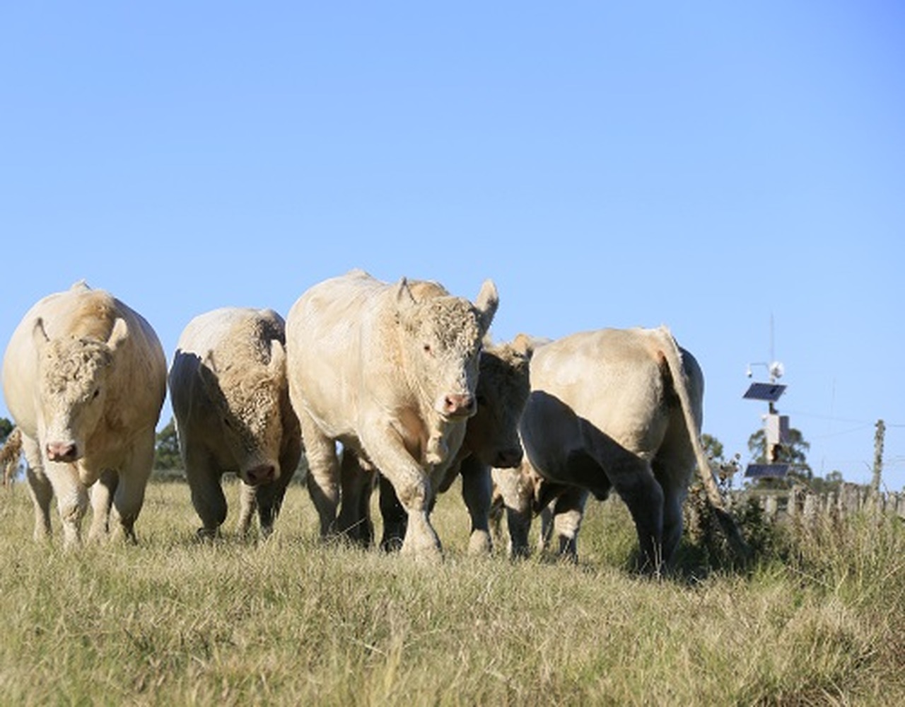 Dia de Campo vai apresentar resultado de avaliação genética de gado da raça Charolês