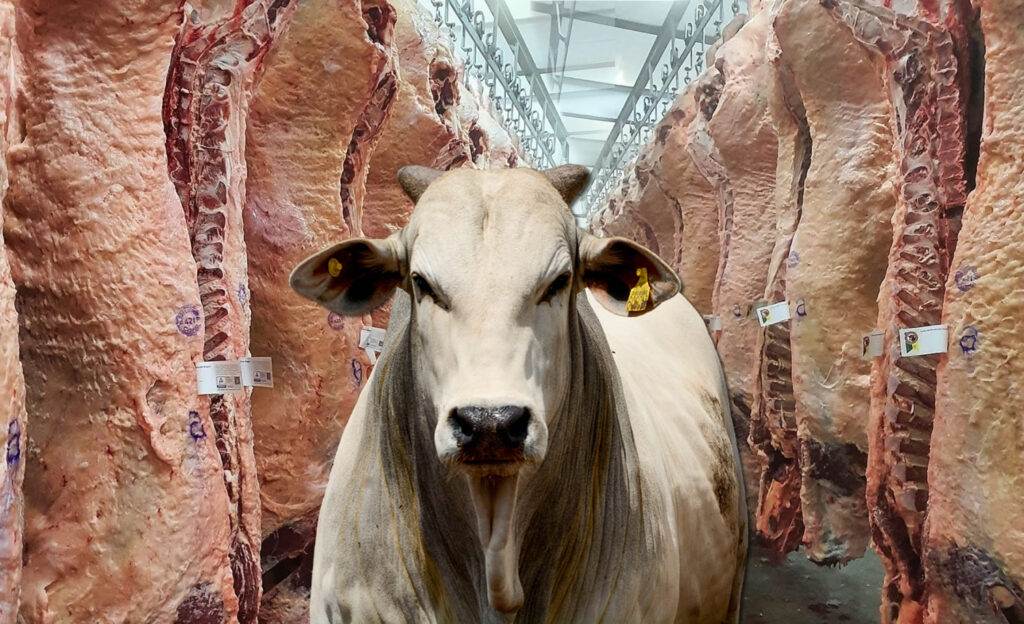embarque de carne bovina 1o tri tem 2o melhor desempenho da historia