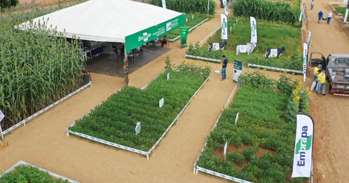 embrapa apresentara mais de 30 tecnologias na norte show em sinop portal dbo