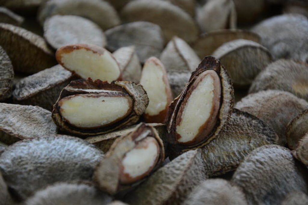 embrapa e parceiros vao revisar as normas de classificacao da castanha da amazonia