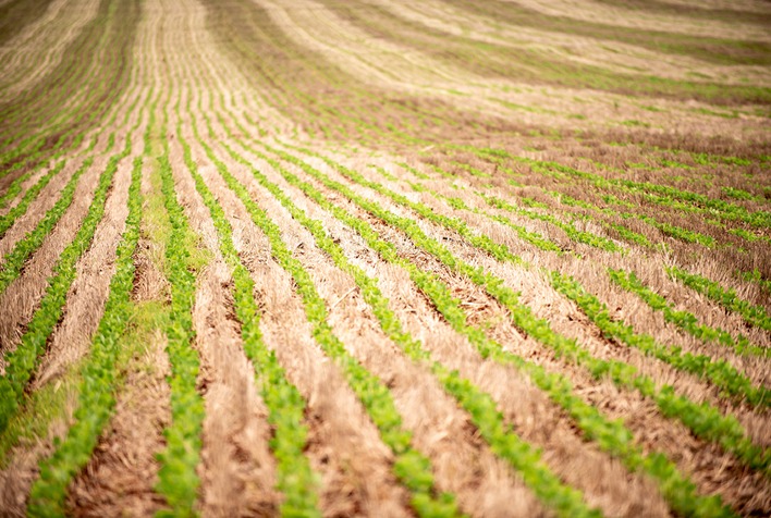 embrapa promovera reuniao de pesquisa de soja em agosto 1