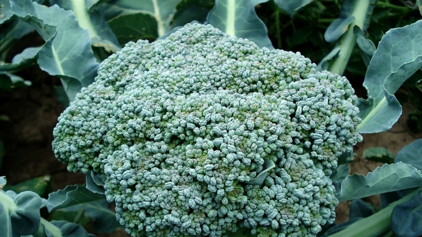 essencial para maiores de 50 anos 1