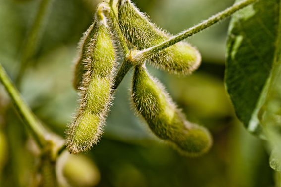 estao abertas as inscricoes para o 1o forum soja baixo carbono
