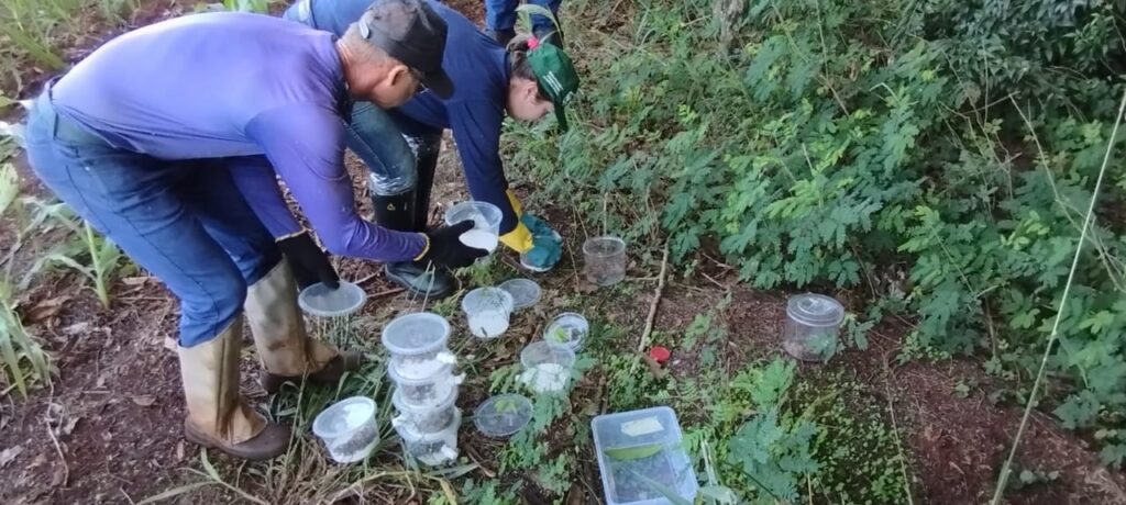 estudo desenvolve formicida natural contra formigas cortadeiras 1