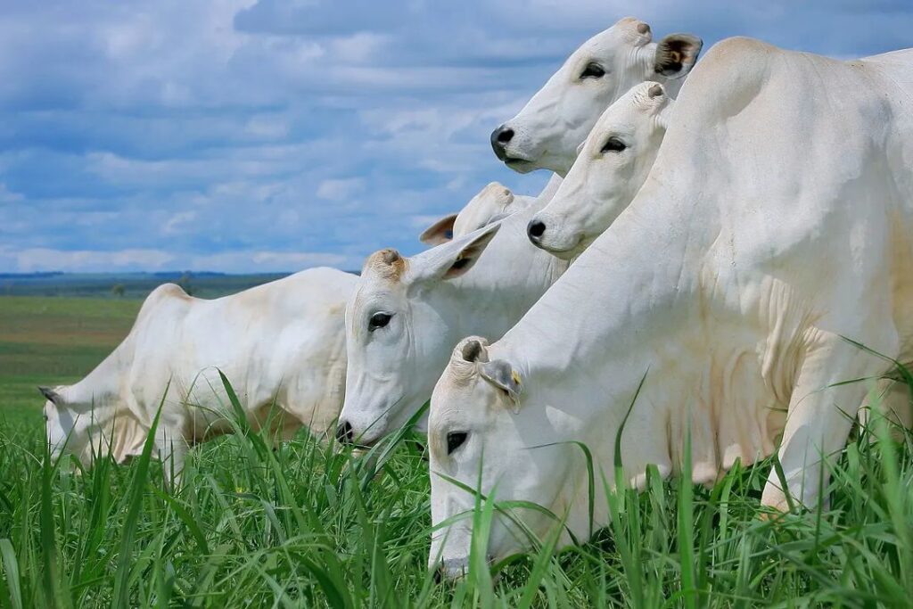 Exames no gado IBAMA, apreensão, gado, crimes ambientais, fiscalização, pecuária, regularização ambiental, animais, multas, infrações.