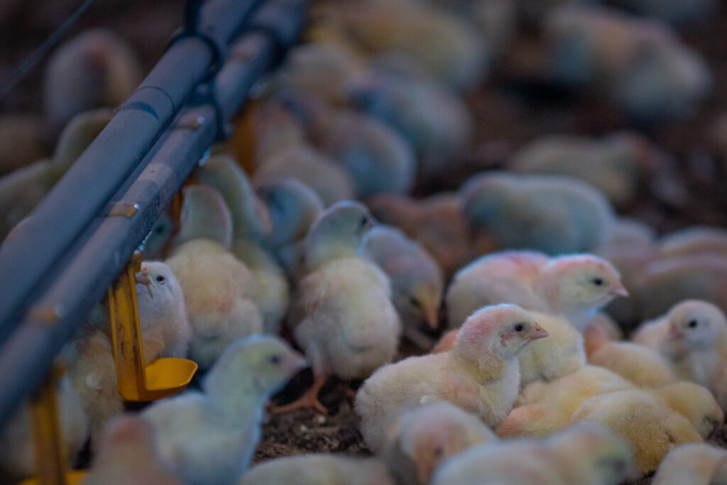 Exportações de genética avícola totalizam mais de 3 mil toneladas em março 2 exportacoes de genetica avicola totalizam mais de 3 mil toneladas em marco