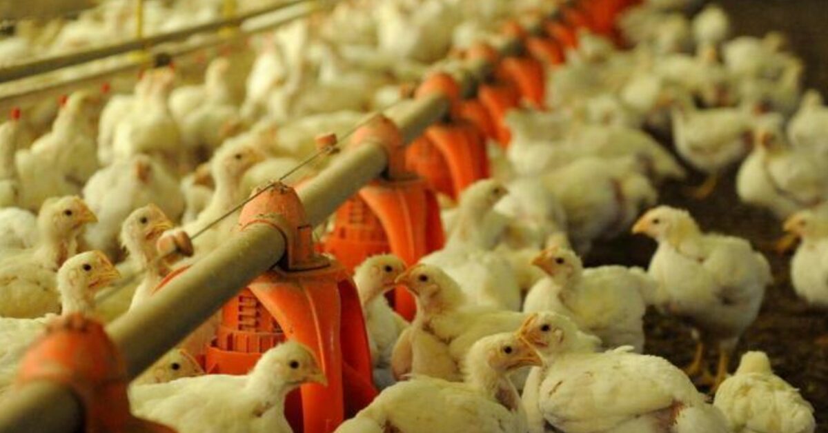 exportacoes goianas de milho e carne de frango crescem no primeiro trimestre de 2023 portal dbo