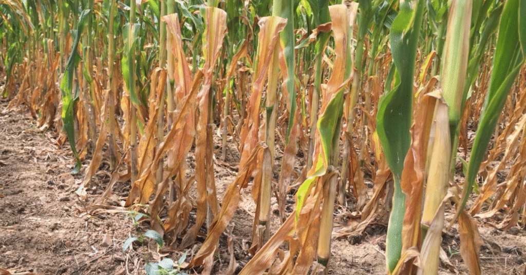 falta de chuvas no rs traz quedas em varias culturas diz ibge portal dbo