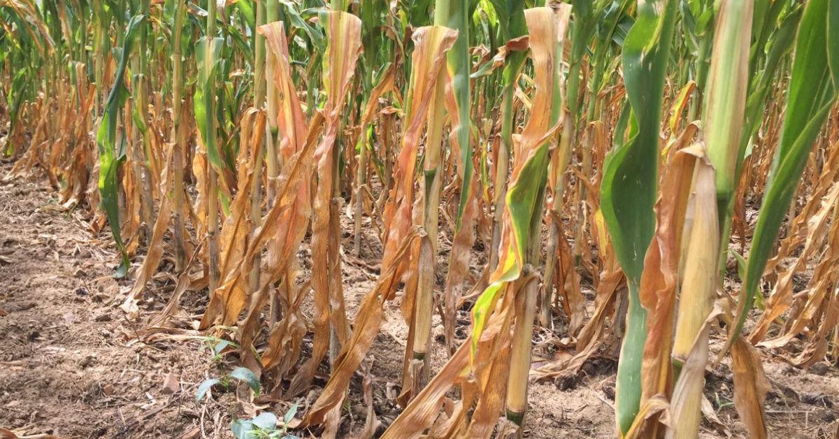 falta de chuvas no rs traz quedas em varias culturas diz ibge portal dbo