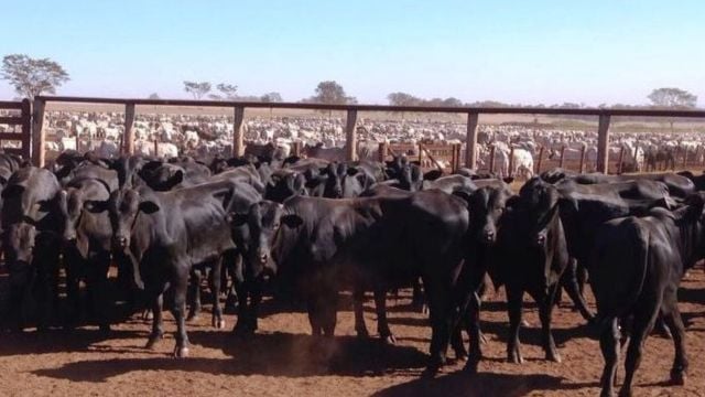 familia faz historia com um dos confinamentos mais eficientes do brasil