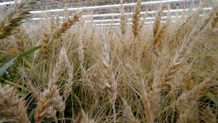 fao mandou sementes ao espaco e agora 1