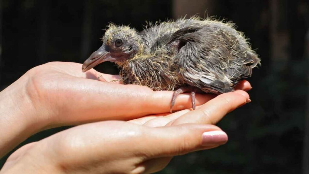 Filhotes de pombo existem? Porque nunca vemos esses pombinhos? – Agronews 2 filhotes de pombo existem porque nunca vemos esses pombinhos agronews