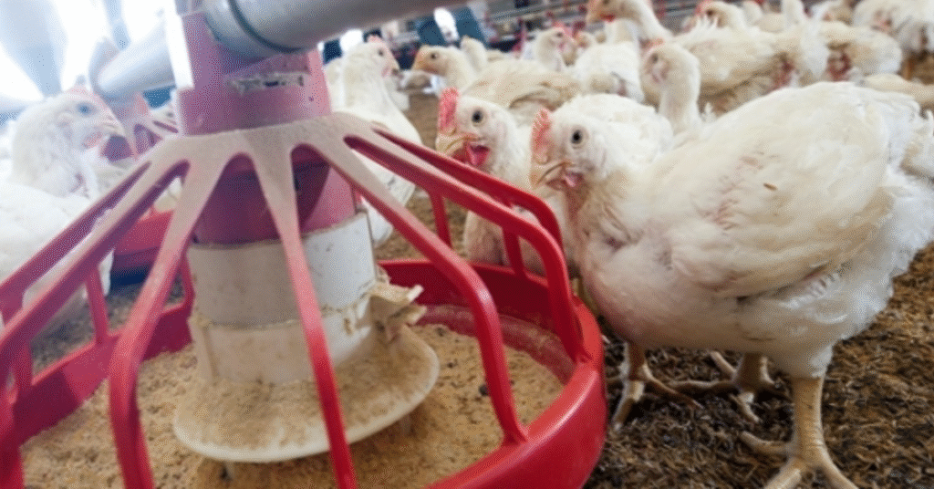 frango poder de compra aumenta mesmo com desvalorizacao do vivo 1