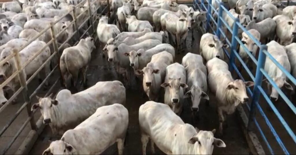 frigorificos cadenciam as compras mantendo a pressao de baixa na arroba portal dbo