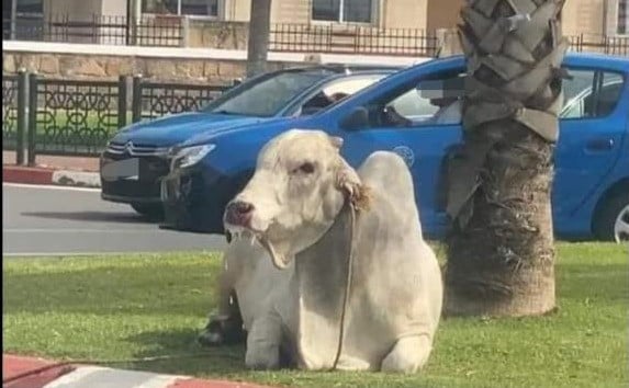 gado brasileiro toma ruas no marrocos e assusta moradores 1