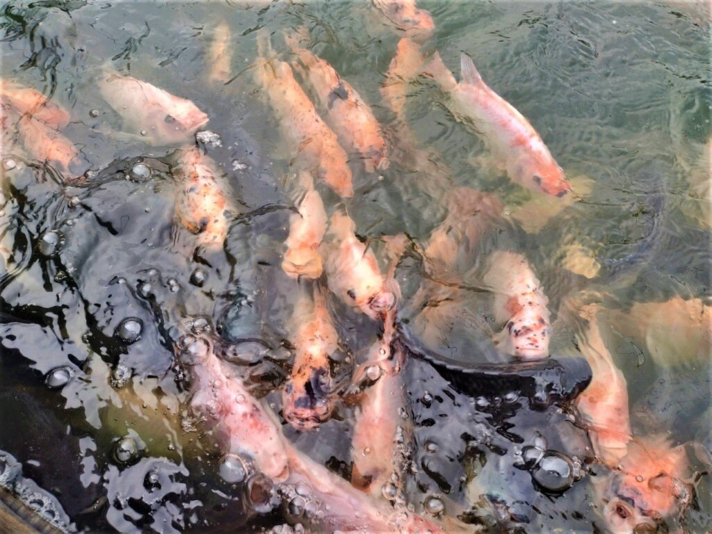 Governo mineiro investe em pesquisa para expandir a produção de tilápia 2 tilápia