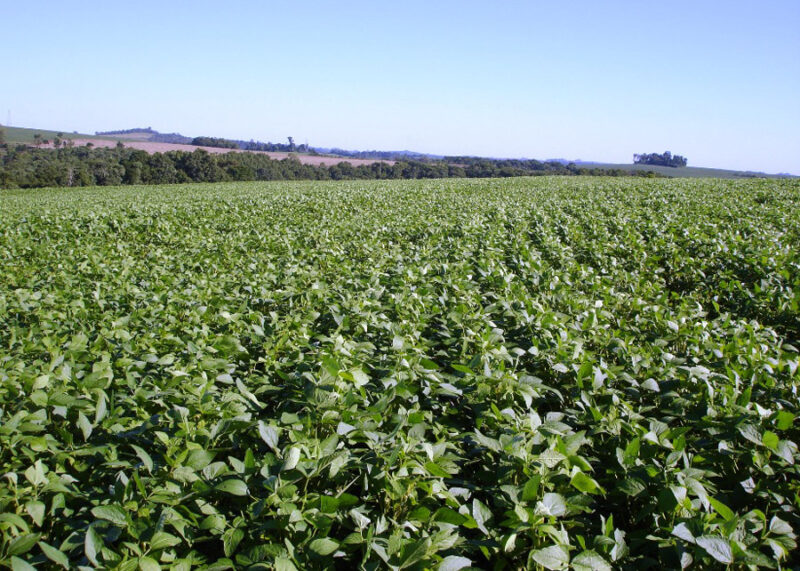 holding marca presenca no master meeting soja 2023 1