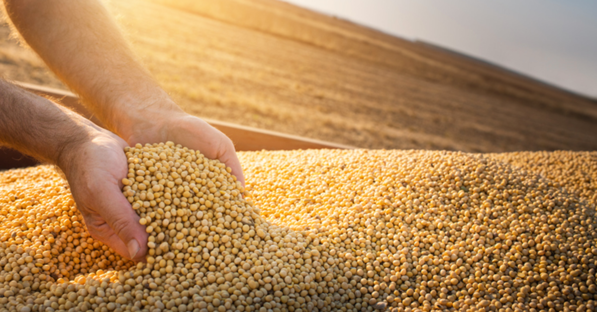 IGC eleva projeção da safra global 2022/23 de grãos, para 2,252 bilhões de toneladas • Portal DBO 1 IGC eleva projeção da safra global 2022/23 de grãos, para 2,252 bilhões de toneladas • Portal DBO