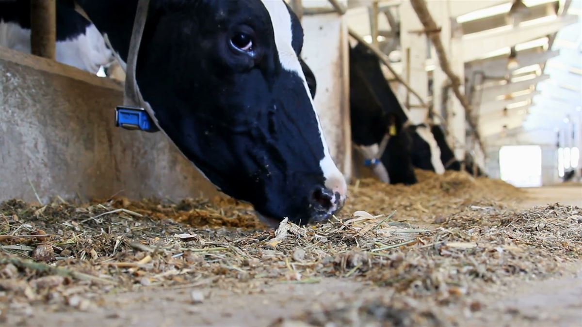 imunonutricao nova pratica que impacta positivamente a producao animal 1