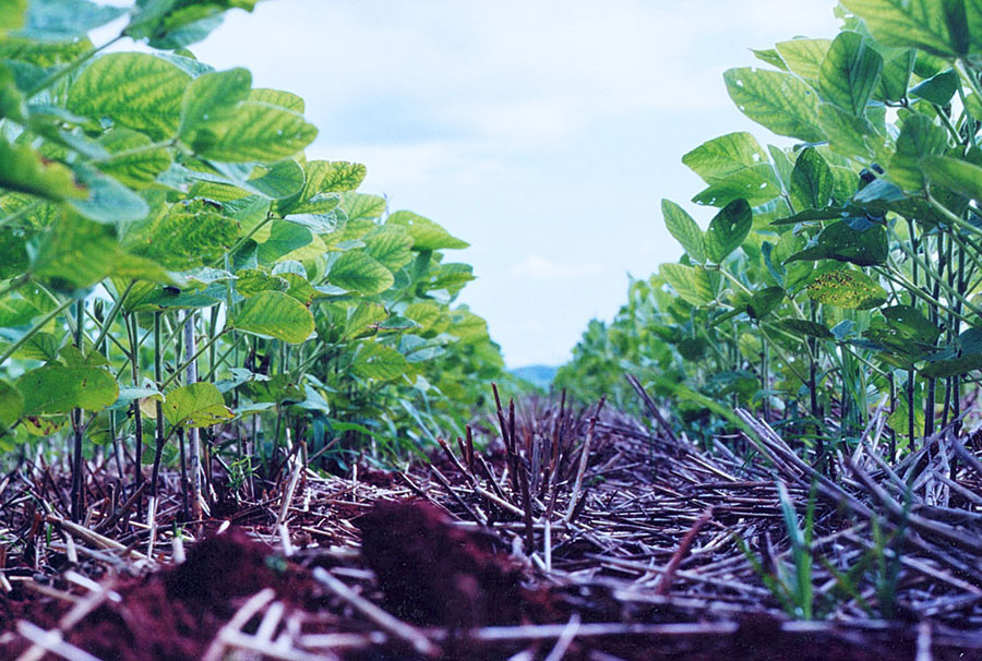 integracao lavoura pecuaria acumula mais carbono no solo que sucessao de culturas de graos 1