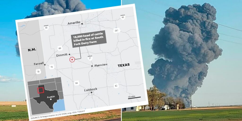 explosão mata 18 mil vacas