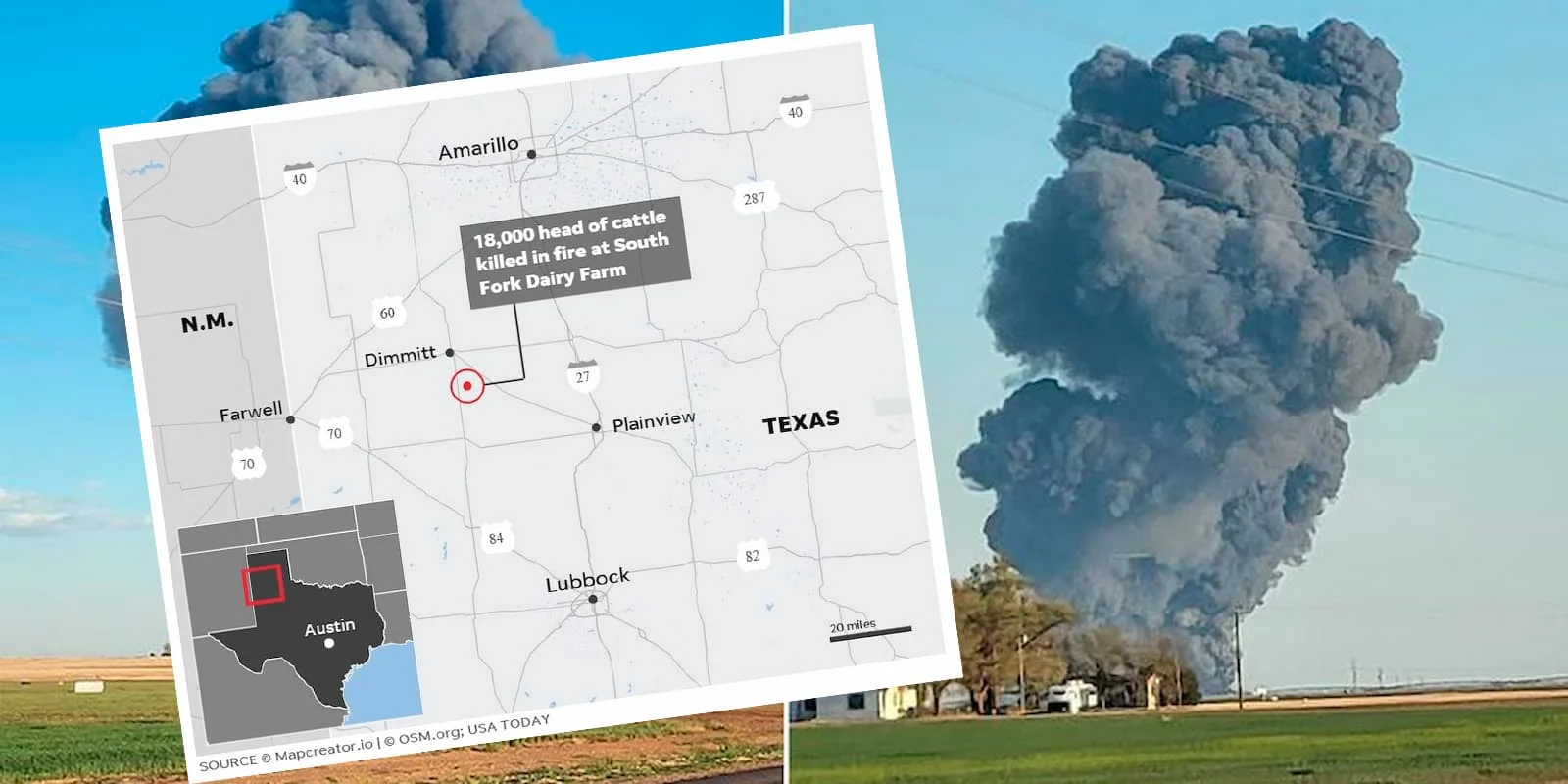 explosão mata 18 mil vacas