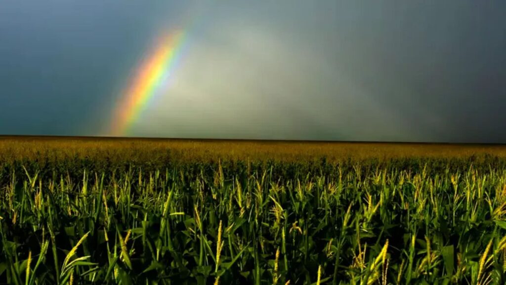 El Niño, clima, agricultura, previsão do tempo, colheita, planta