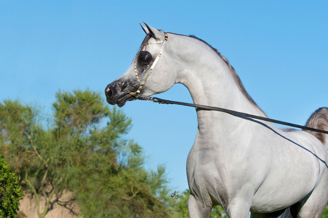 leilao virtual abcca de ovulos e coberturas 2023 reune o melhor do cavalo arabe