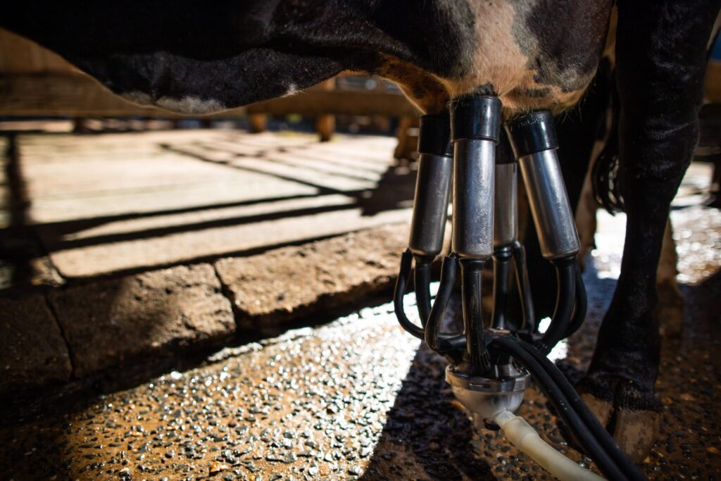 leite sul totaliza 30 da producao total do top 100 2023