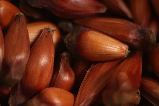 liberada no sabado a colheita e venda do pinhao mas com condicao de maturacao