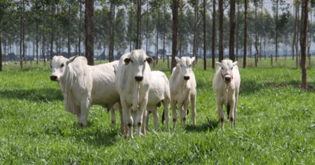 Livro “Embrapa na Agricultura Tropical” destaca as conquistas da pesquisa agropecuária • Portal DBO 2 livro embrapa na agricultura tropical destaca as conquistas da pesquisa agropecuaria portal dbo