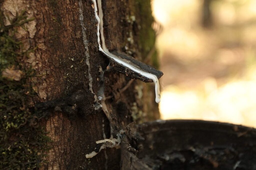 medida da cna pode garantir mais competitividade de borracha natural produzida no brasil