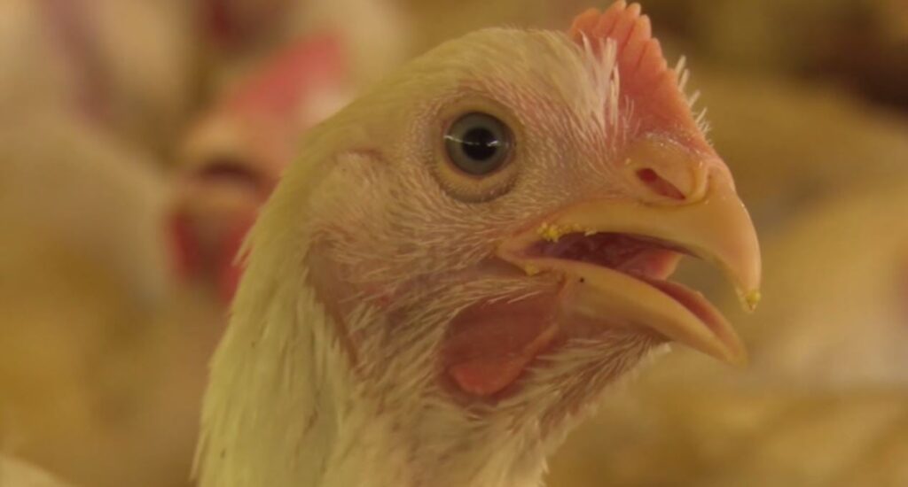 medidas essenciais para evitar doencas em crescimento 2