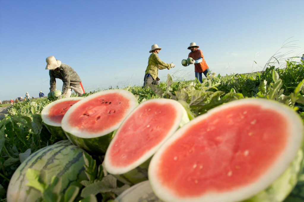 melancia cepea precos caem em todas as regioes produtoras
