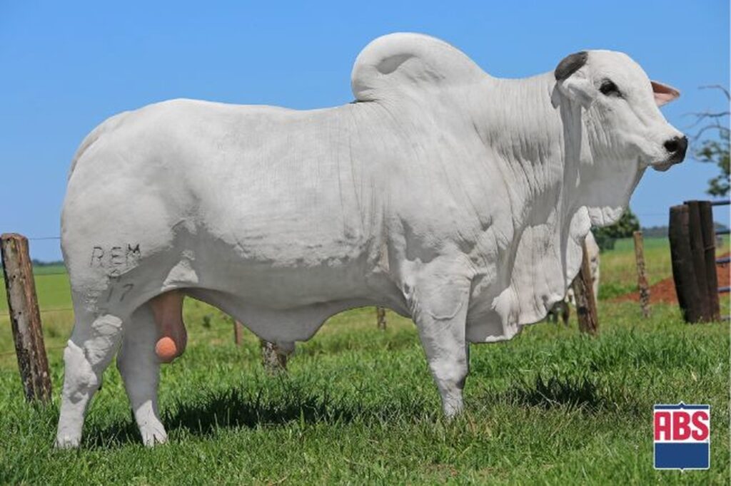 Melhoramento genético eleva resultados da pecuária 2 melhoramento genetico eleva resultados da pecuaria 1