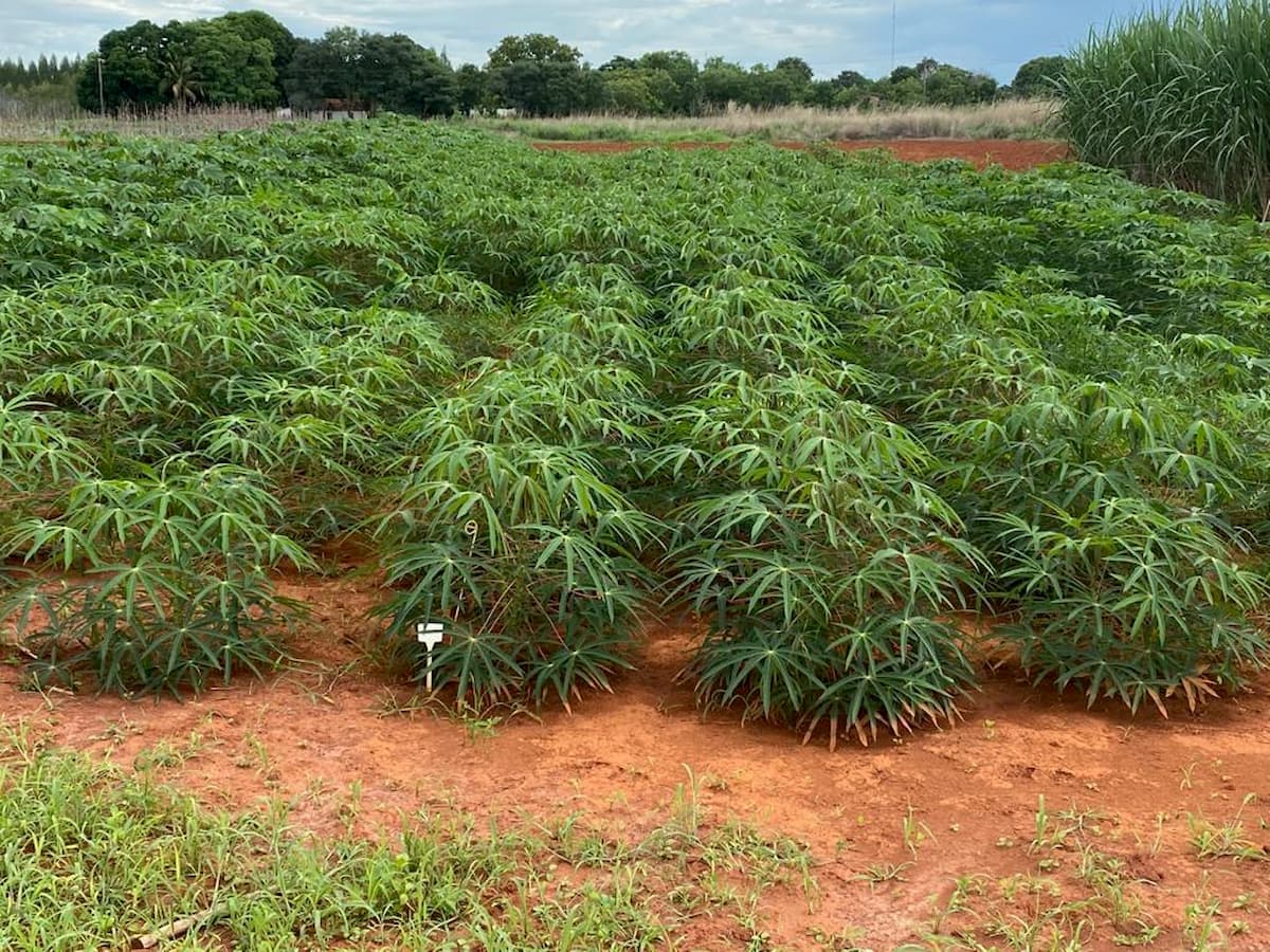 Mercado da mandioca 24 de abril