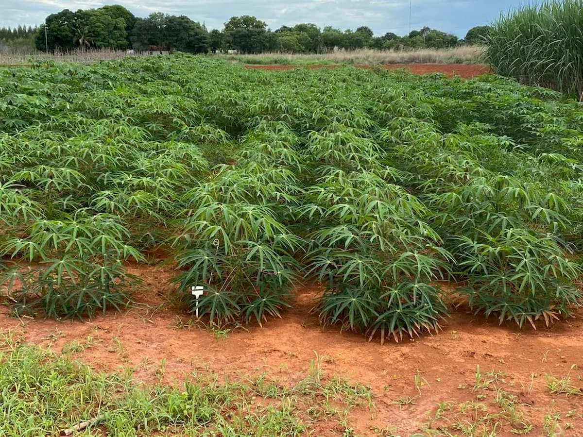 Mercado da mandioca 24 de abril