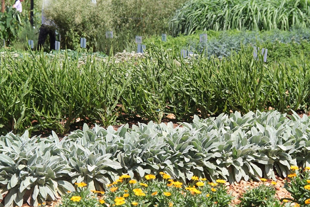 mercado de plantas medicinais tem potencial gigante