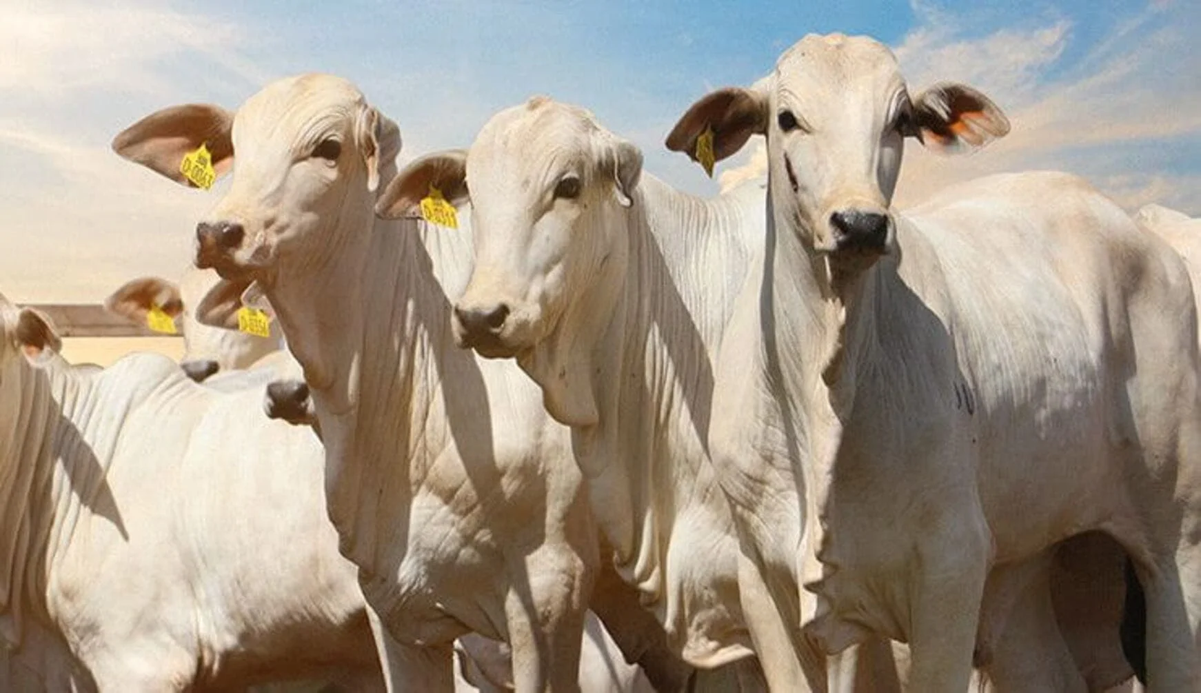 mercado do boi, preços, escalas confortáveis
