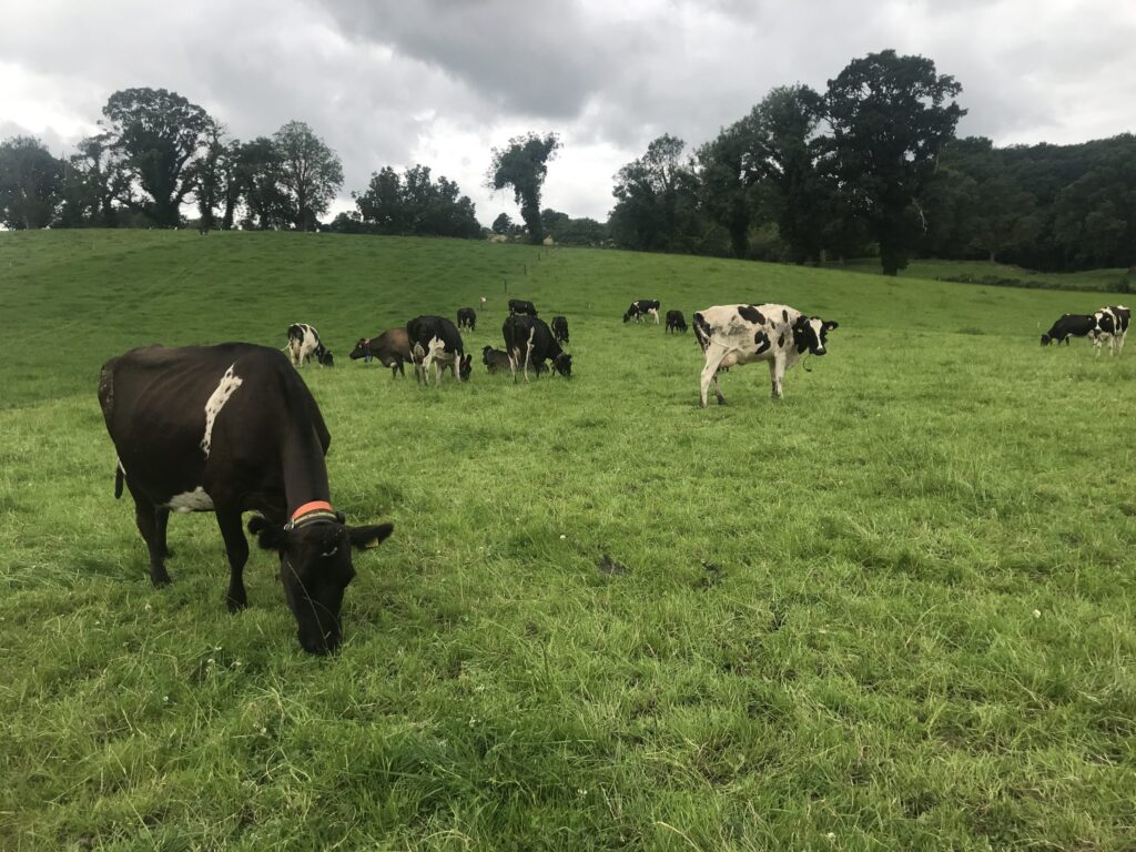 milk prices impacted by new market dynamic co op chief executive