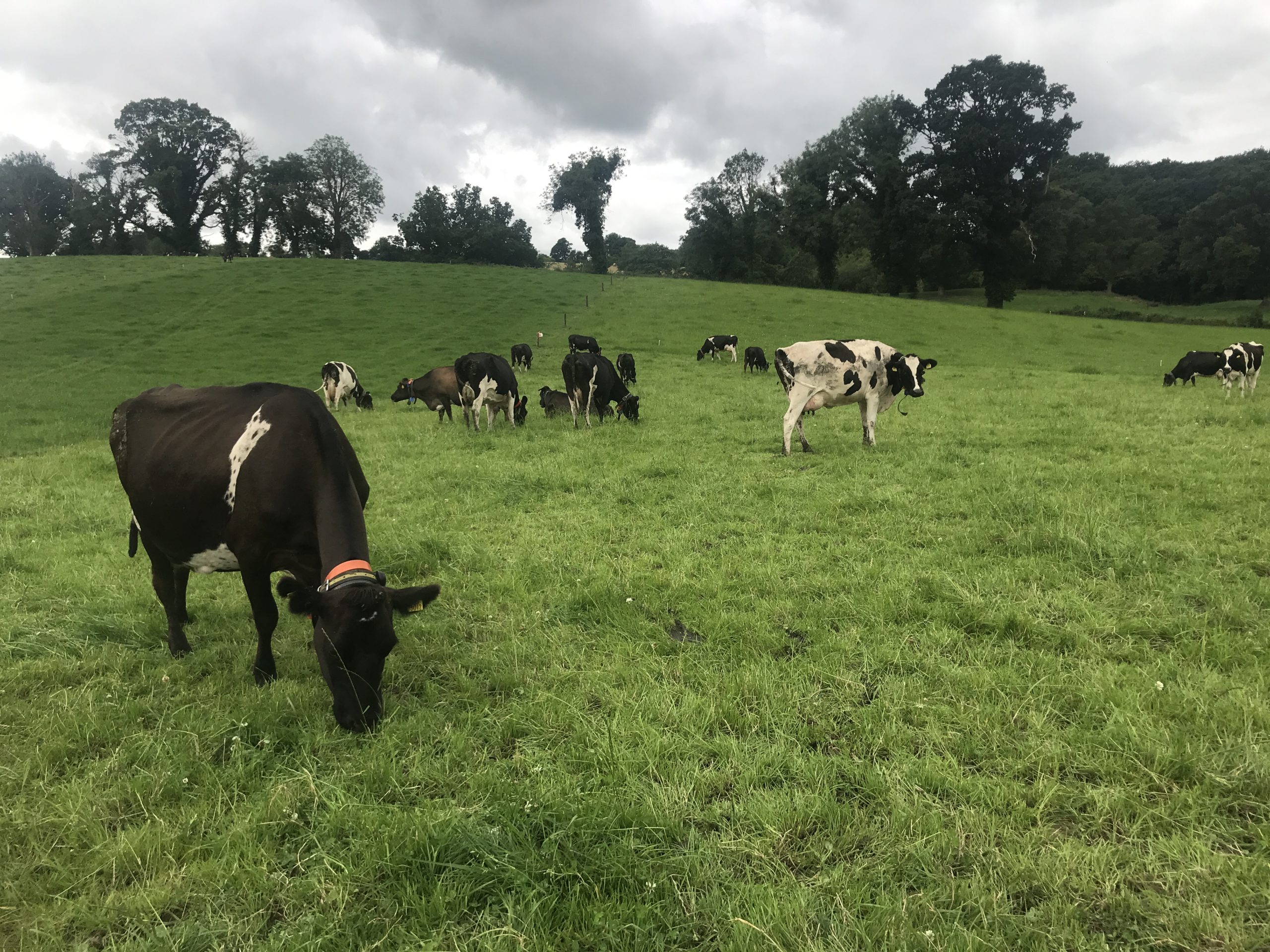 milk prices impacted by new market dynamic co op chief