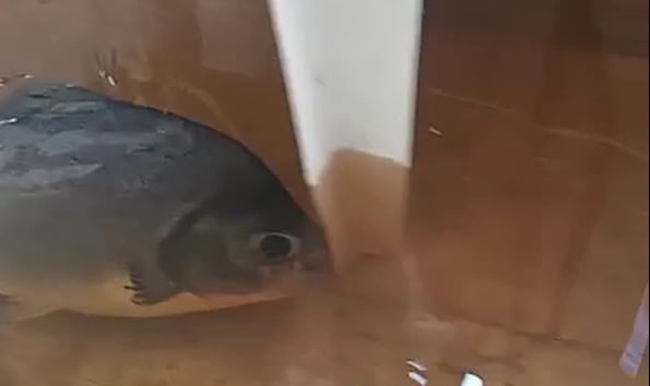 morador flagra pacu dentro de cozinha apos alagacao