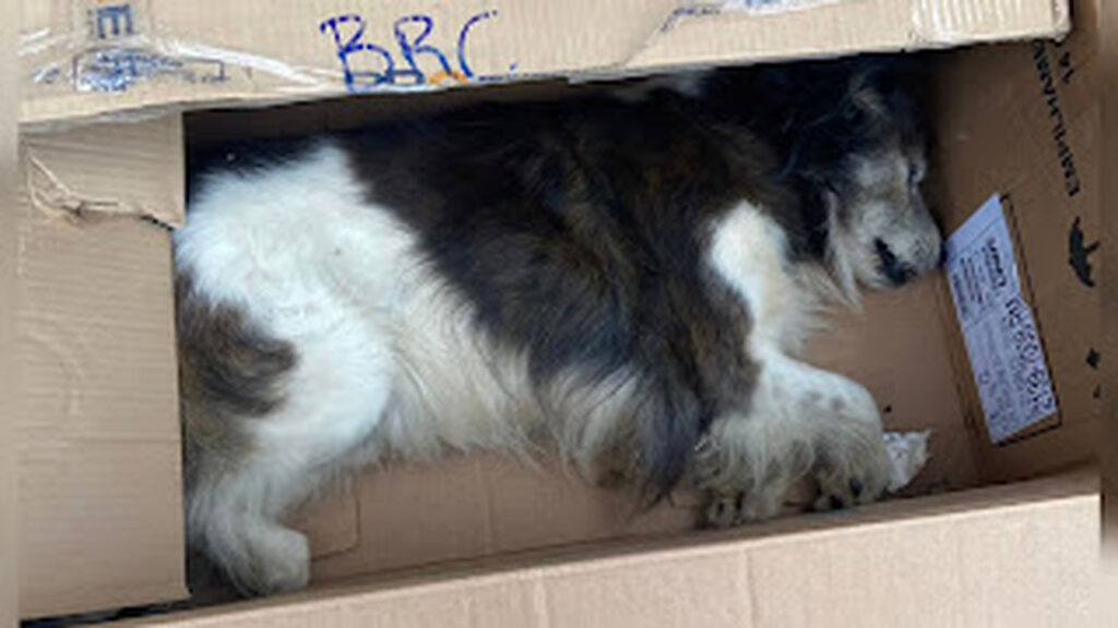 motorista foge apos atropelar cao e e preso pela policia 1