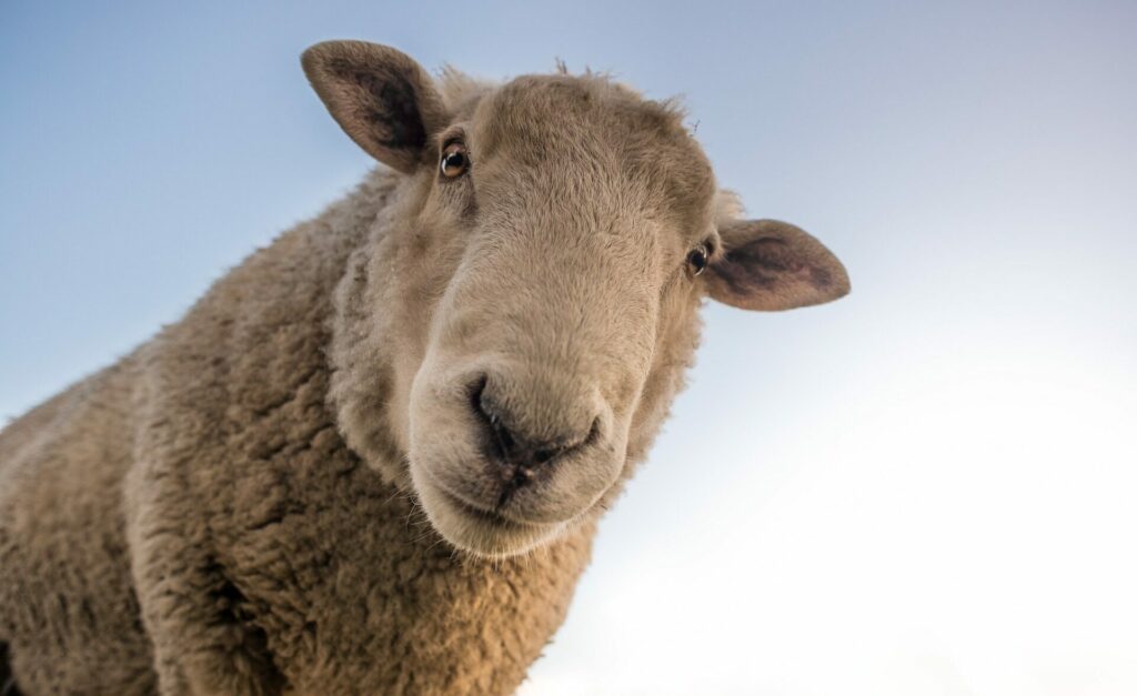 new research and innovation hub to support wool council 1