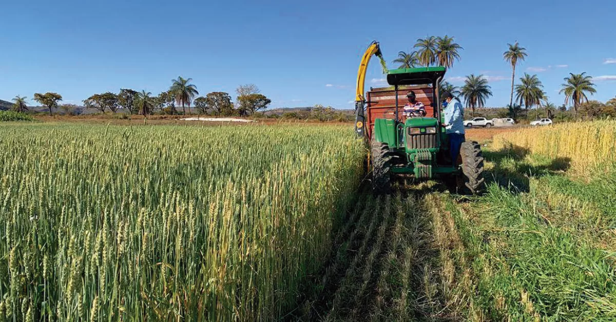 nova cultivar de trigo para silagem