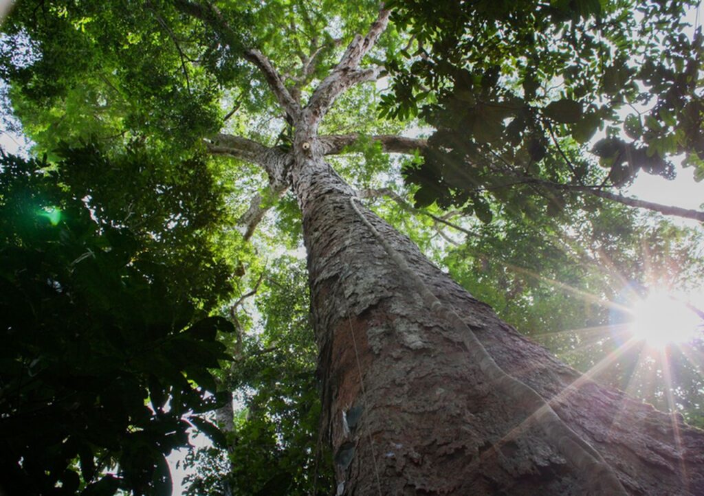 novo plano visa modelo de agricultura mais sustentavel e autonomia financeira dos produtores