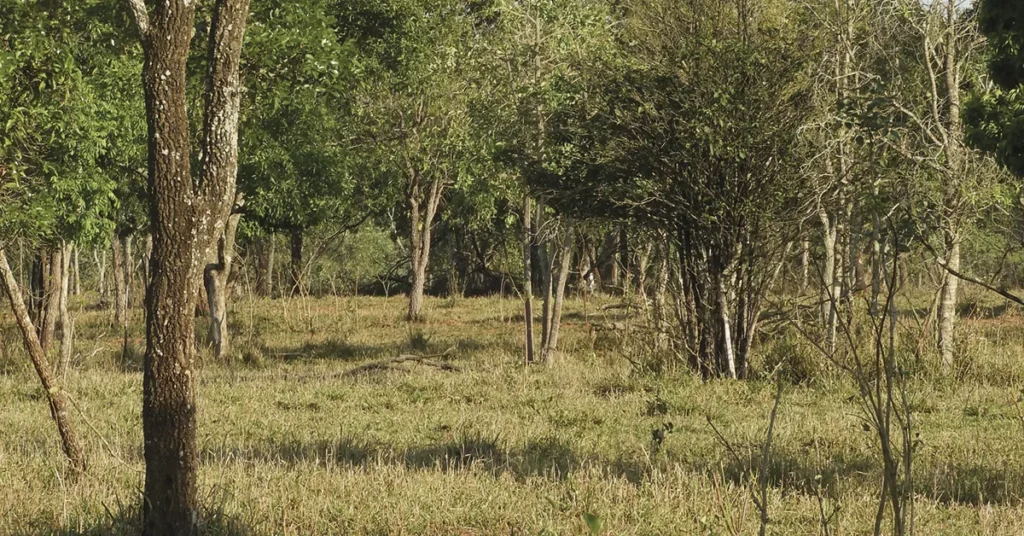 novo selo de carne bovina no forno portal dbo