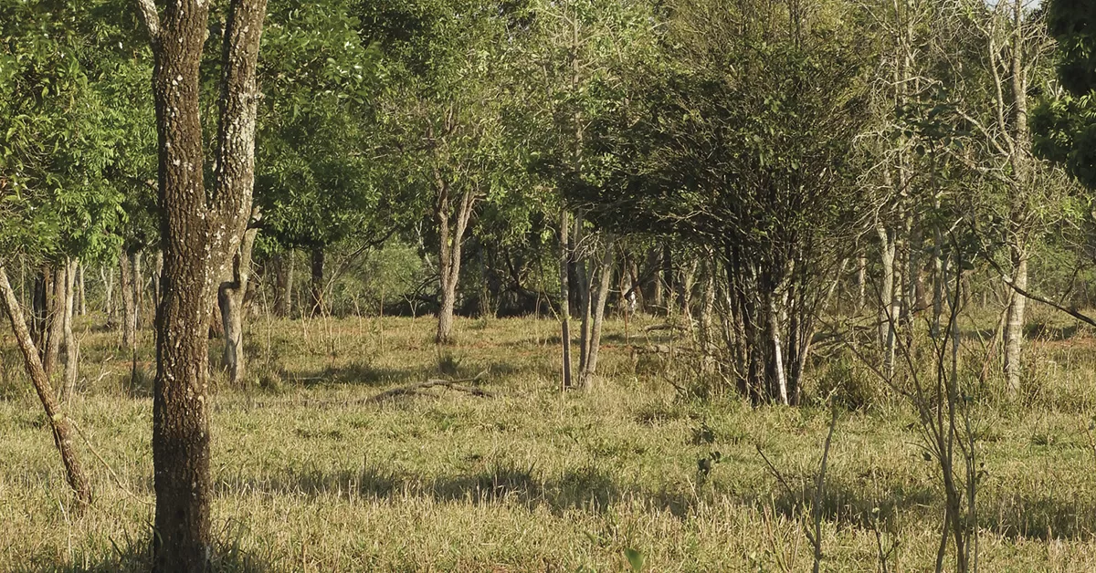 novo selo de carne bovina no forno portal dbo