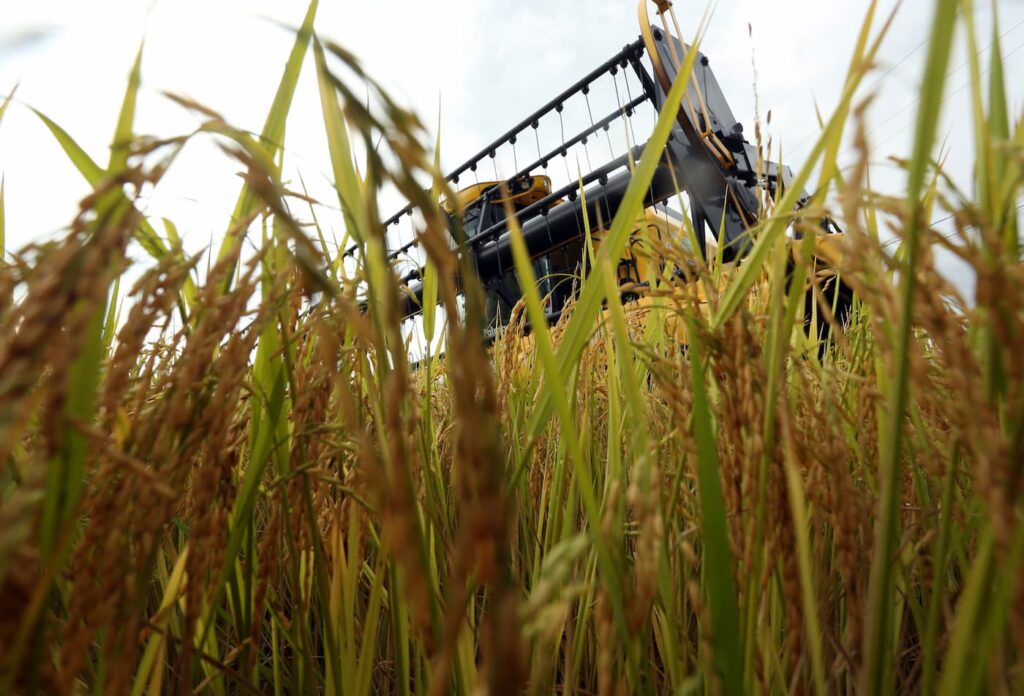 numeros da safra gaucha de arroz trazem tranquilidade sobre abastecimento e exportacao