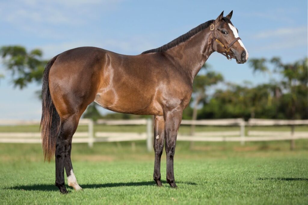 numeros do 2o leilao haras jaguaruana yearling comprovam o reconhecimento do mercado